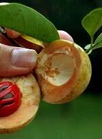 Nutmeg (Myristica fragrans)