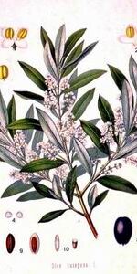 Olive Oil
