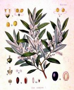 Olive Oil