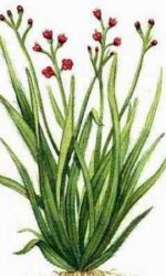 Palmarosa (Cymbopogon martini)