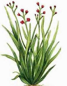 Palmarosa (Cymbopogon martini)