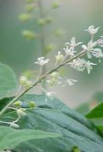 Patchouli