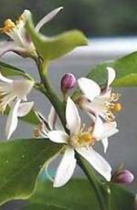 Petitgrain (Citrus aurantium var amara)