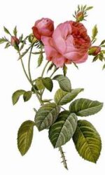 Rose Floral Water