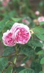 Aromystique Aromatherapy essential oils - Rose oil