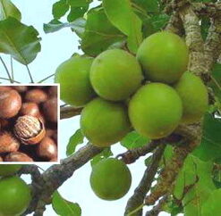 shea-nut