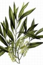 Tea-Tree-Melaleuca-alternifolia-aromystique-aromatherapy-oils