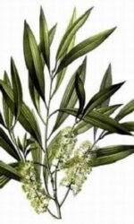 Tea-Tree-Melaleuca-alternifolia-aromystique-aromatherapy-oils