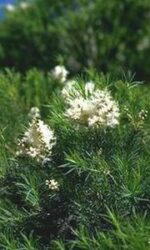 Tea tree oil