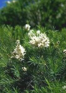 Tea tree oil