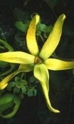 Ylang-Ylang Extra (Cananga odorata)