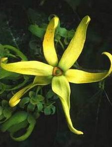 Ylang-Ylang Extra (Cananga odorata)