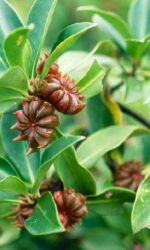 Anise Star - Illicum verum