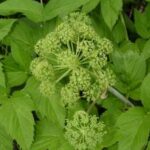 Angelica seed