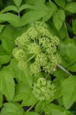 Angelica seed
