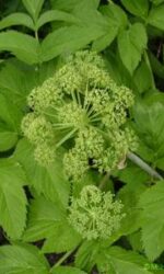 Angelica seed