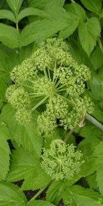 Angelica seed