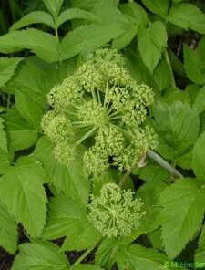 Angelica seed