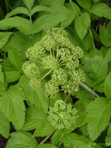 Angelica seed