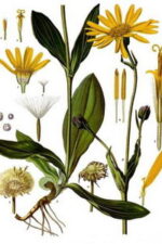 Arnica montana oil