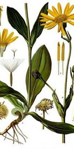 Arnica montana oil