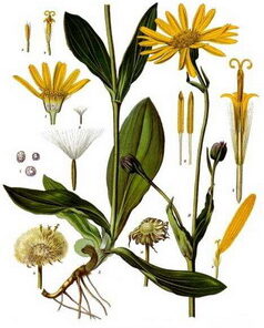 Arnica montana oil