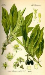 Bay leaf - Pimenta racemosa