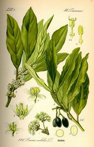 Bay leaf - Pimenta racemosa