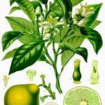bergamot essential oil