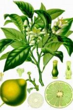 bergamot essential oil