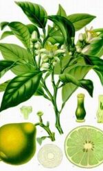bergamot essential oil