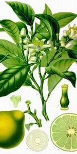 bergamot essential oil