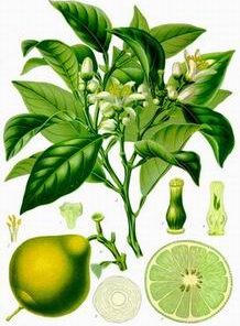 bergamot essential oil