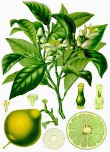 bergamot essential oil