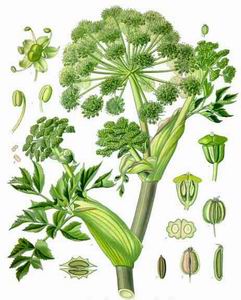 Angelica Seed Angelica archangelica
