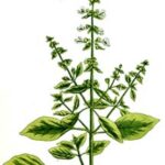 Basil-Ocimum-basillicum-Linalool