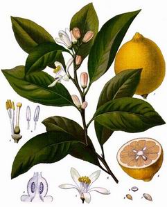 Aromystique Lemon-oil-Citrus-limonum