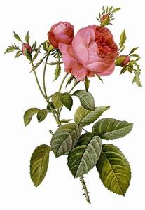 rose essential oil